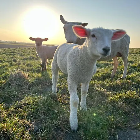 Prázdninový dům Haus Blume *